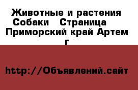 Животные и растения Собаки - Страница 9 . Приморский край,Артем г.